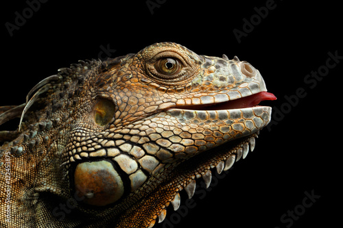 Close-up Head of Green Iguana Gazing Scary and raising tongue Isolated on Black Background