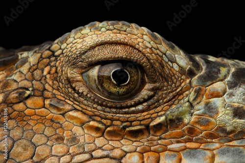 Closeup Eye of Green Iguana, Looks like a Dragon Isolated on Black Background