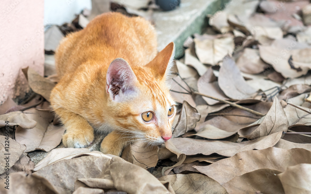 Fototapeta premium Cute kitten on dry leaves floor