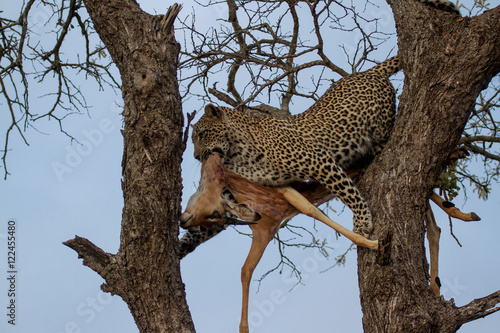 Great Kruger - Leopard on the tree