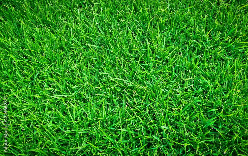 Green lawn,backyard background Green lawn,backyard background