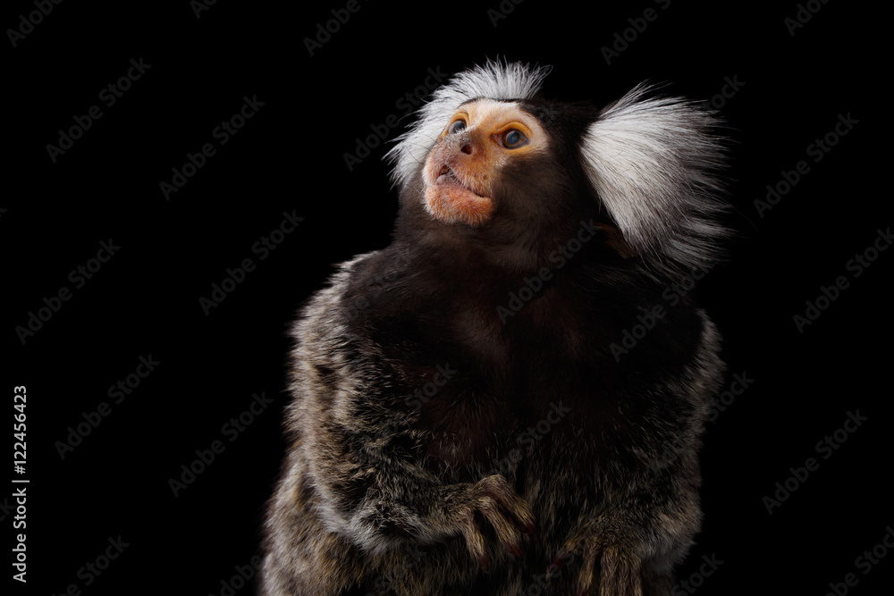 Close-up Profile portrait of Cute monkey Common Marmoset, Callithrix jacchus Isolated Black background Close-up Profile portrait of Cute monkey Common Marmoset, Callithrix jacchus Isolated Black background
