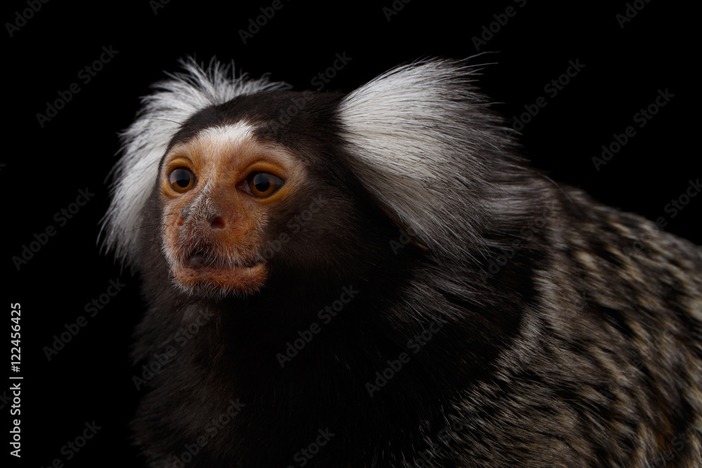 Naklejka premium Close-up Profile portrait of Cute monkey Common Marmoset, Callithrix jacchus Isolated Black background