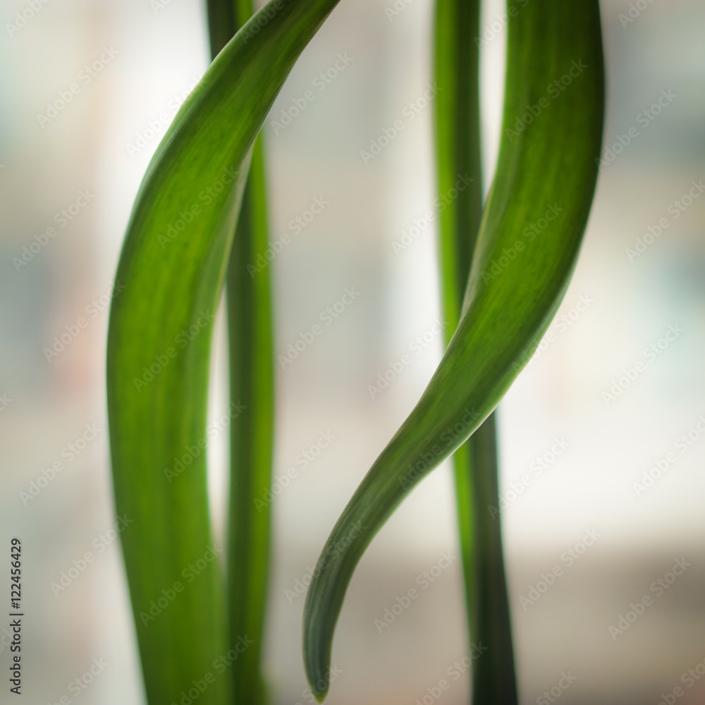 Green stems Green stems