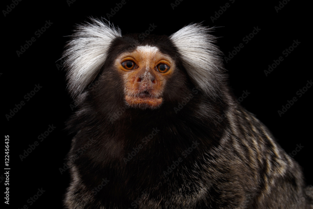 Close-up portrait of Cute monkey Common Marmoset, Callithrix jacchus Isolated Black background Close-up portrait of Cute monkey Common Marmoset, Callithrix jacchus Isolated Black background