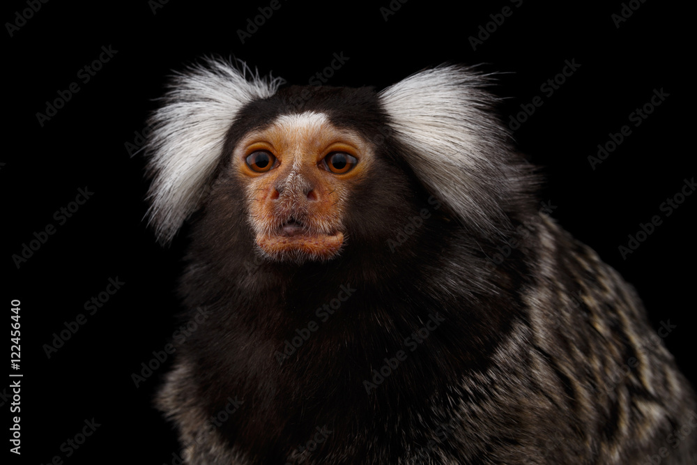 Close-up portrait of Cute monkey Common Marmoset, Callithrix jacchus Isolated Black background Close-up portrait of Cute monkey Common Marmoset, Callithrix jacchus Isolated Black background