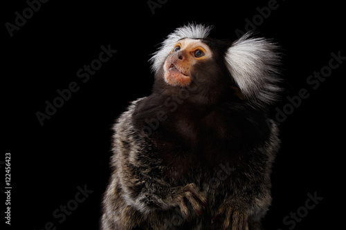 Close-up Profile portrait of Cute monkey Common Marmoset, Callithrix jacchus Isolated Black background photo