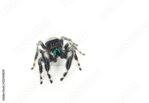 Inquisitive Jumping Spider (Phidippus audax)