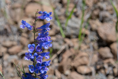 Fototapeta Naklejka Na Ścianę i Meble -  Wild blue penstemon (Penstemon speciosus)