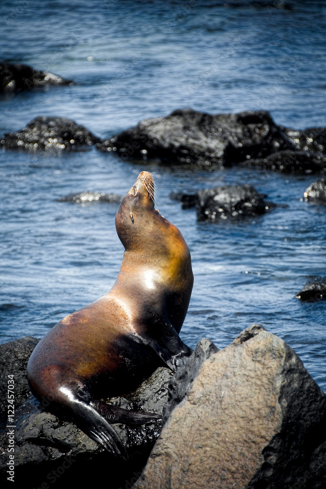 Fototapeta premium Galapagos sea lion