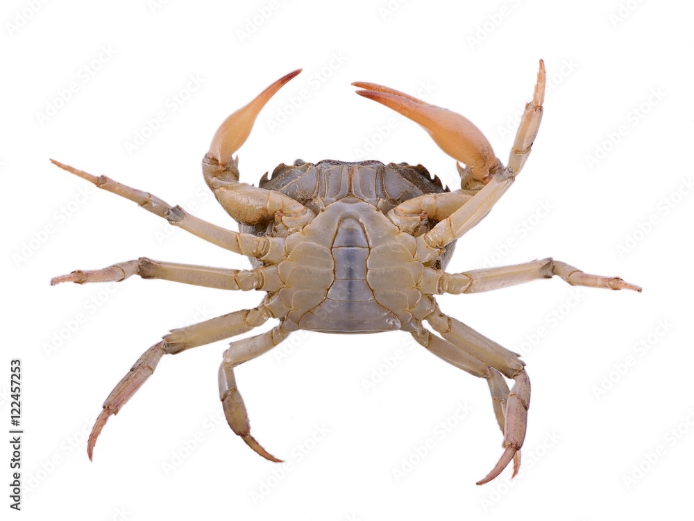 crab on white background Stock Photo | Adobe Stock