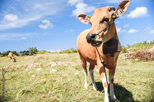 Cow in meadow © romablack