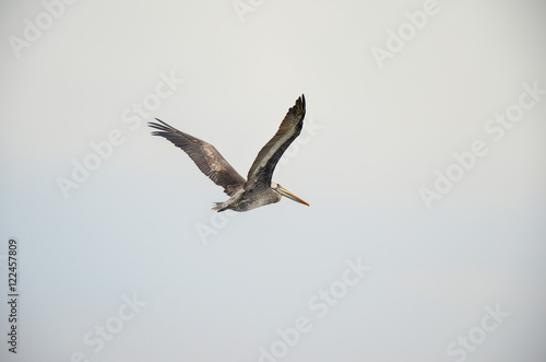 Pelican flying in natural habitat  in Paracas  Peru