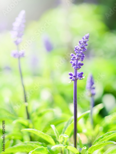 Lavender purple selective focus, soft light