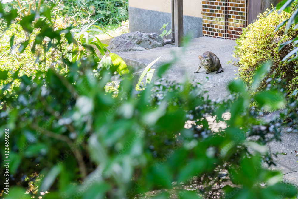 Fototapeta premium The cat crouched down