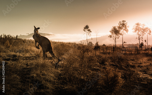 Kangaroo encounter during sunrise