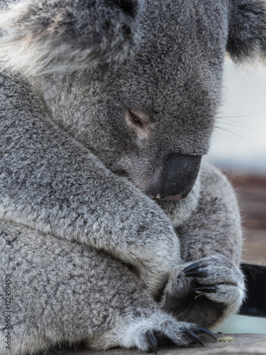 Sad Koala Bear © Darren Charles