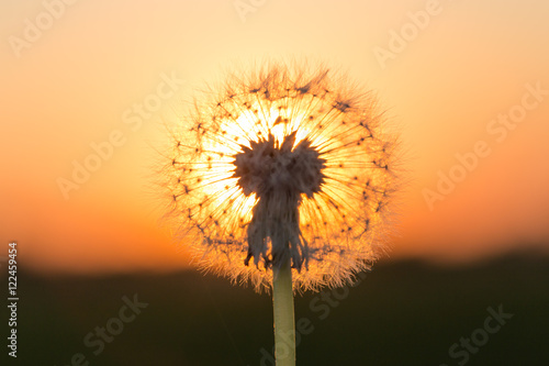 Dandelions in meadow at red sunset