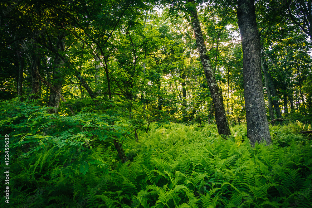 Ferns in a forest in Shenandoah National Park, Virginia. Ferns in a forest in Shenandoah National Park, Virginia.