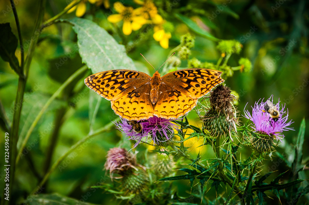 Obraz premium Great Spangled Fritillary butterfly on a purple thistle flower i