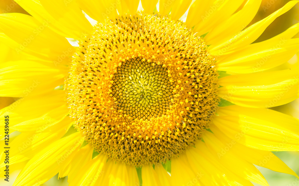 Naklejka premium Sunflower blooming ,closeup for background