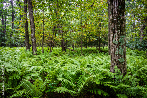 Ferns and trees in the forest, in Shenandoah National Park, Virg