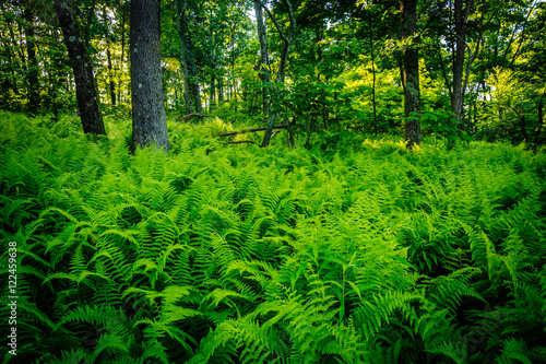 Ferns in a forest in Shenandoah National Park, Virginia.