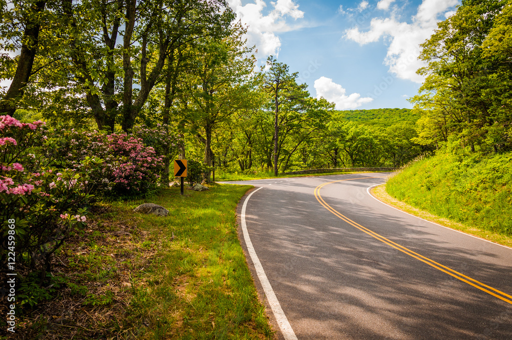 Obraz premium Mountain laurel along Skyline Drive on a spring day in Shenandoa