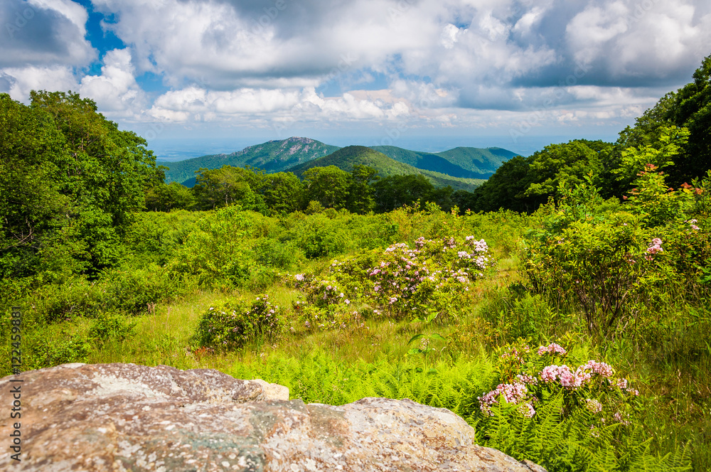 Mountain laurel and view of Old Rag, at Thoroughfare Overlook, o