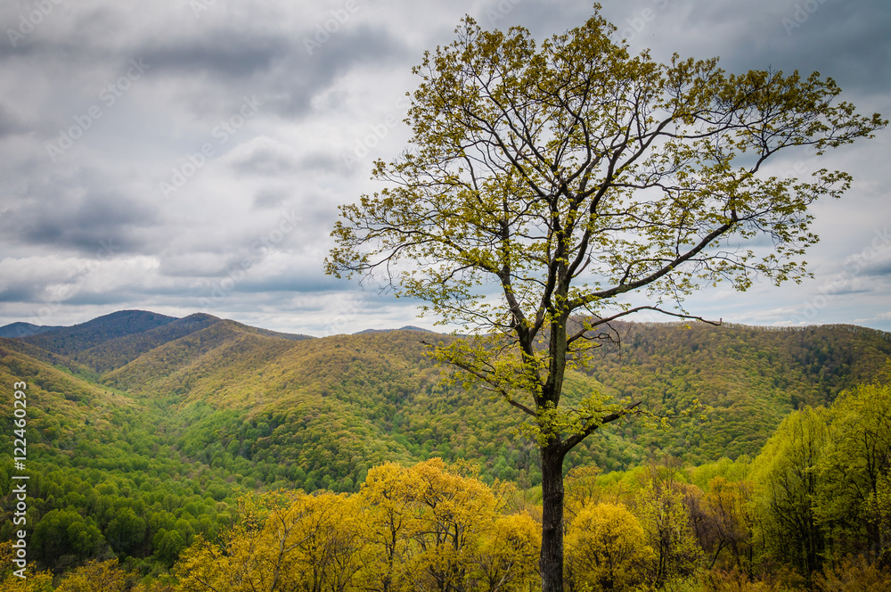 Fototapeta premium Spring view of the Blue Ridge Mountains and Shenandoah Valley, f