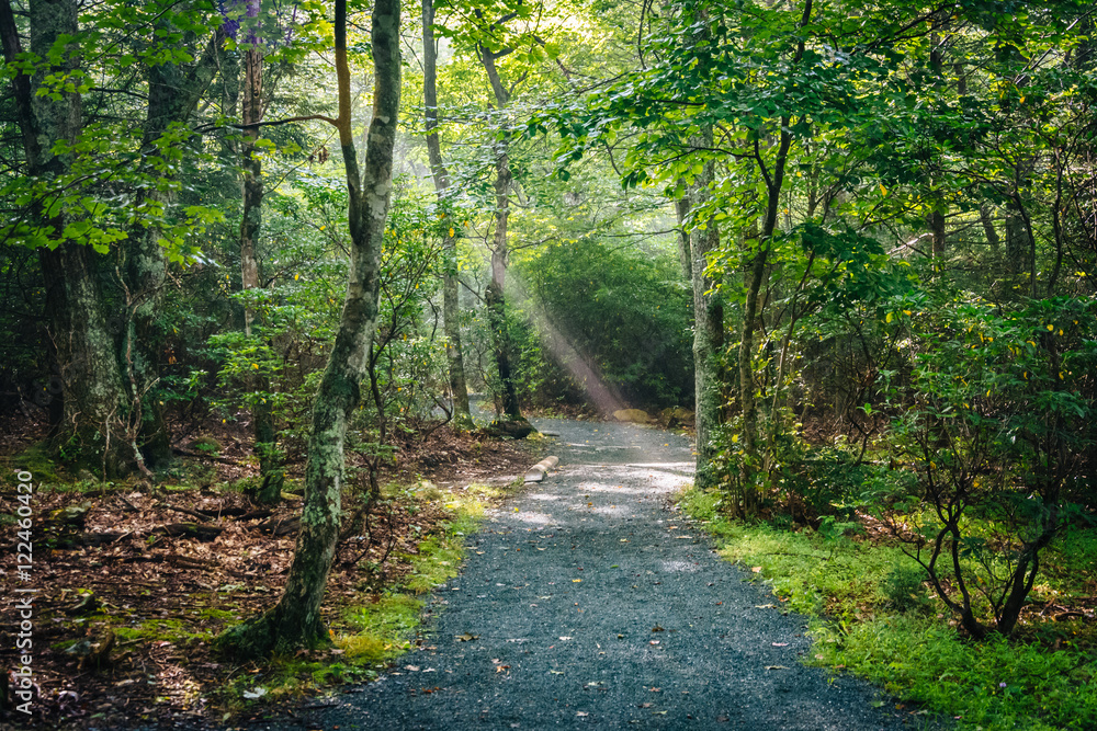 Sun rays in the forest, seen on the Limberlost Trail in Shenando Sun rays in the forest, seen on the Limberlost Trail in Shenando
