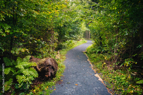 The Limberlost Trail, in Shenandoah National Park, Virginia. photo