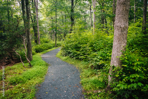 The Limberlost Trail, in Shenandoah National Park, Virginia.
