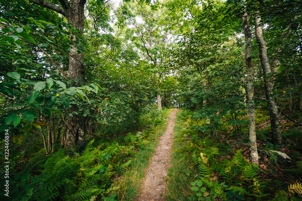 Trail through a forest, in Shenandoah National Park, Virginia.