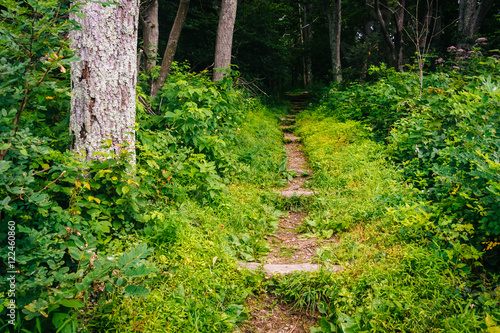 Fototapeta Naklejka Na Ścianę i Meble -  Trail in a forest, in Shenandoah National Park, Virginia.