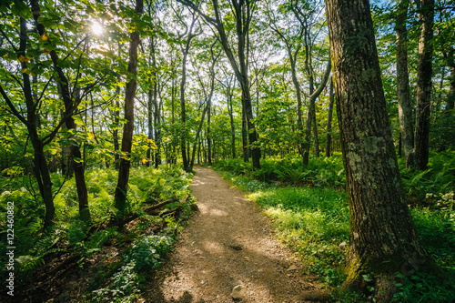 Trail through a forest  in Shenandoah National Park  Virginia.