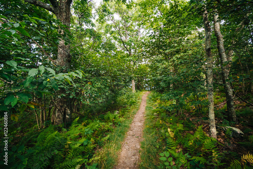 Trail through a forest  in Shenandoah National Park  Virginia.