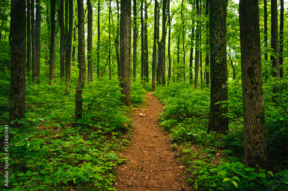 Trail through tall trees in a lush forest, Shenandoah National P Trail through tall trees in a lush forest, Shenandoah National P