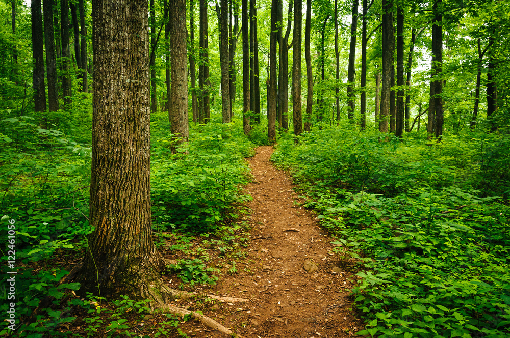 Trail through tall trees in a lush forest, Shenandoah National P Trail through tall trees in a lush forest, Shenandoah National P