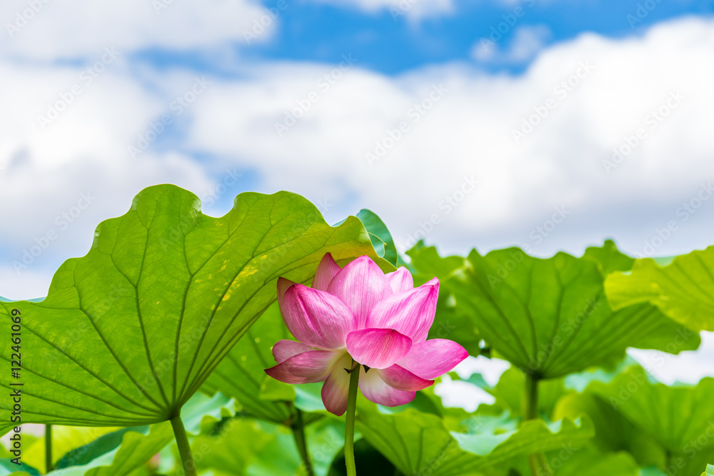 he Lotus Flower.Background is the lotus leaf. he Lotus Flower.Background is the lotus leaf.