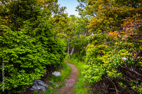 Fototapeta Naklejka Na Ścianę i Meble -  Trail through a forest in Shenandoah National Park, Virginia.
