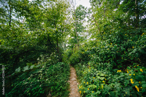 Trail through a forest, in Shenandoah National Park, Virginia.