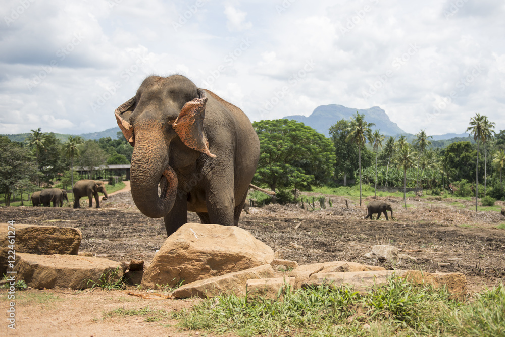 Obraz premium Elephant