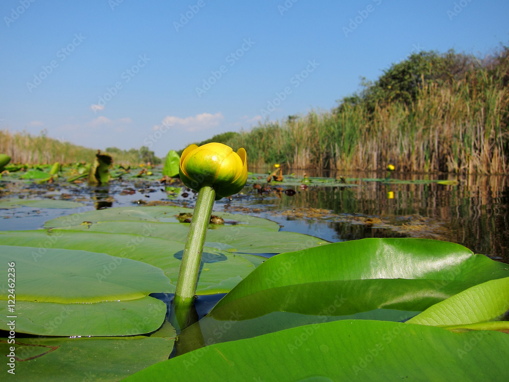 Fotografie Blooming flower yellow water lily among green leaves in the autumn lake