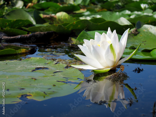 Beautiful blooming flower - white water lily on a pond.  Nymphaea alba 