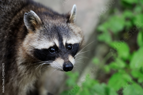 Raccoon in the forest