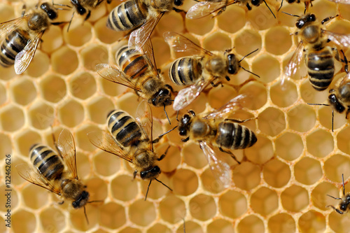 Working bees on honeycells