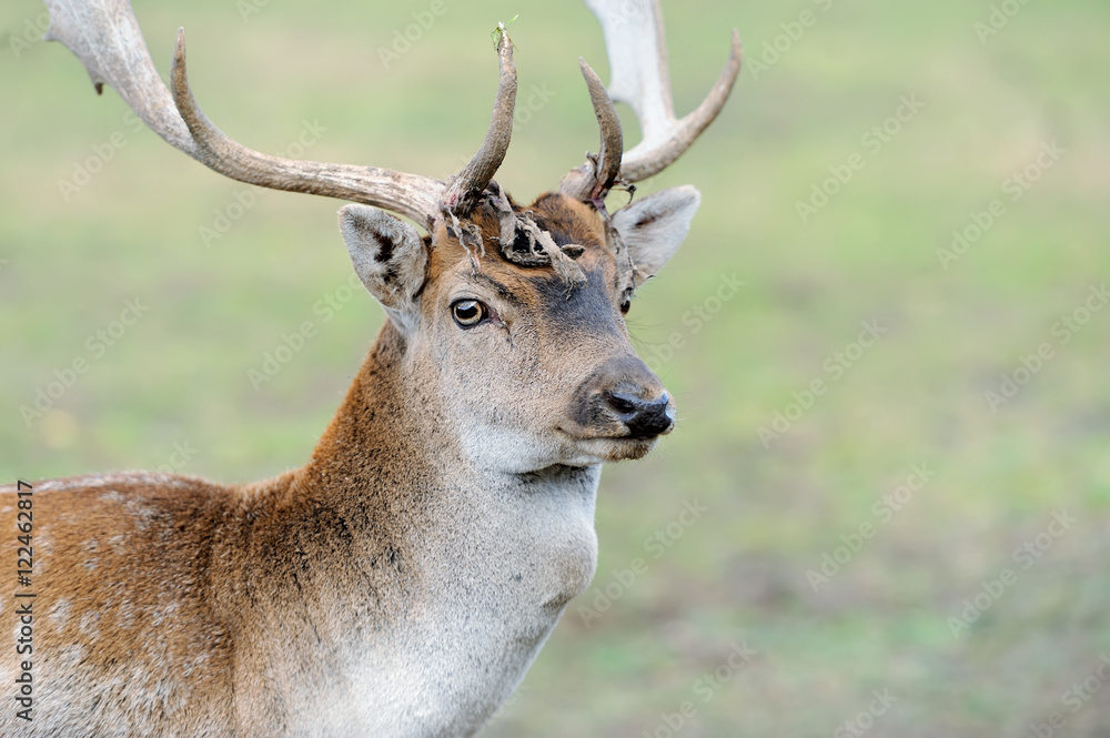 Deer in forest Deer in forest