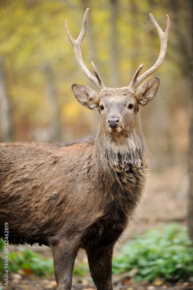 Deer in forest Deer in forest