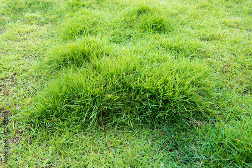 green grass